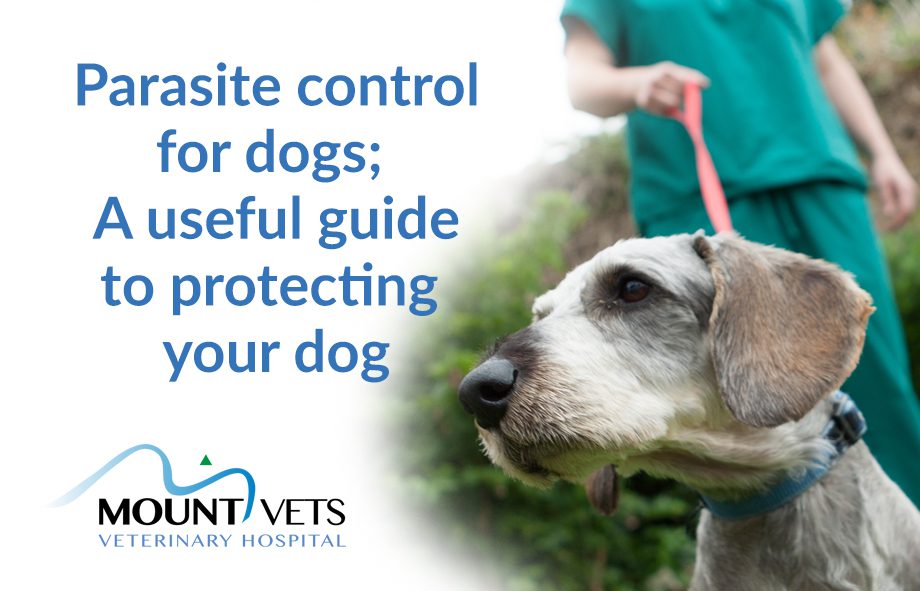 Parasite Control for Dogs | Mount Vets