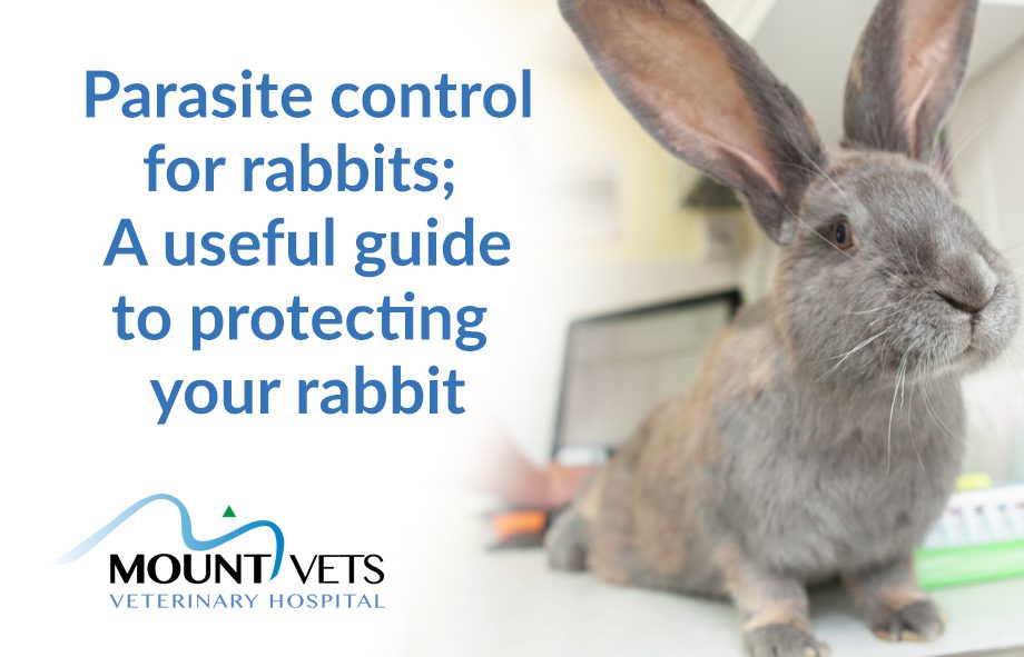 Parasite Control for Rabbits | Mount Vets