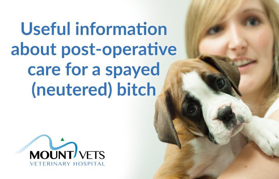 Post Operative Care for Spayed Bitch | Mount Vets Pets