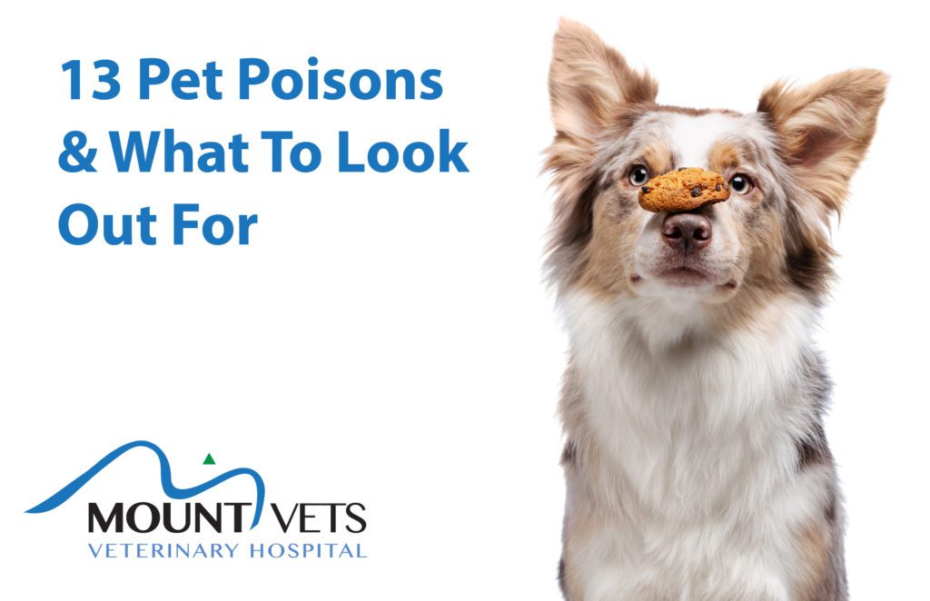 13 Pet Poisons | Mount Vets