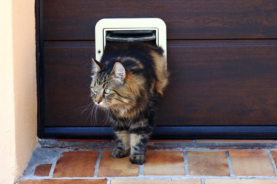 3 Reasons to Microchip Your Cat | Mount Vets