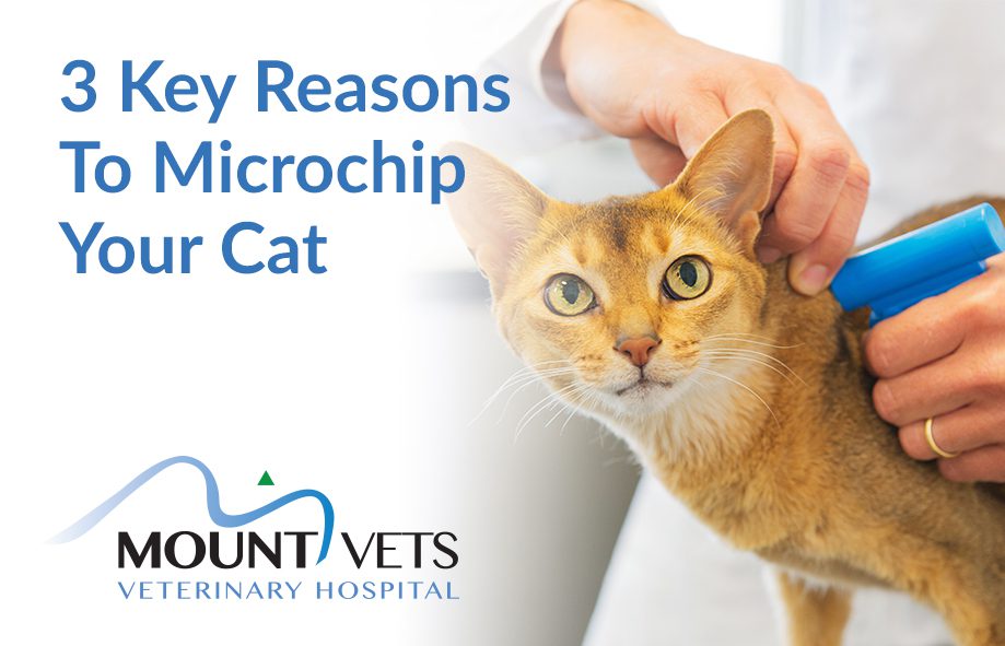 3 Reasons to Microchip Your Cat | Mount Vets