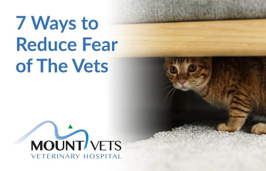 7 Ways to Reduce Fear of the Vets | Mount Vets