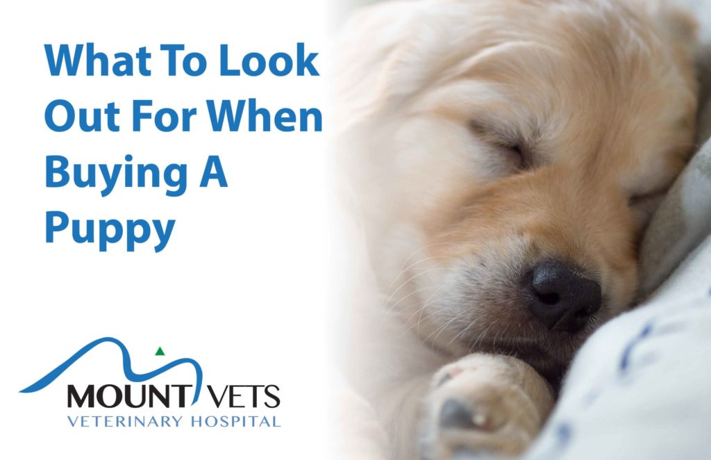 What To Look Out For When Buying A Puppy - Our Top 5 Tips