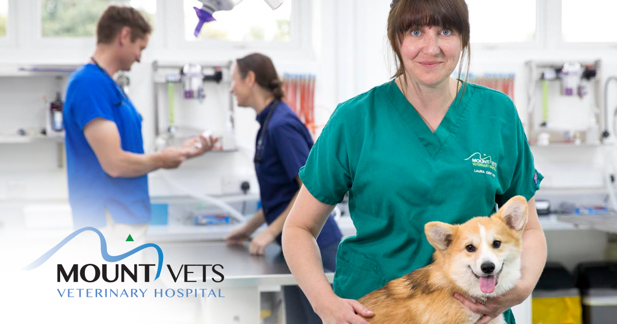Meet the amazing veterinary team at Mount Vets | Mount Vets