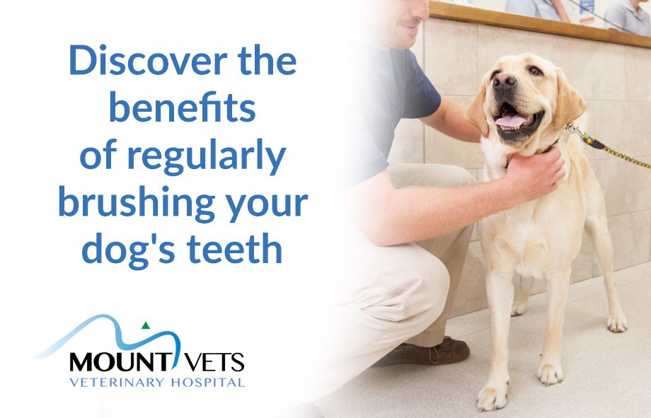 Benefits of Cleaning and Brushing Dogs Teeth