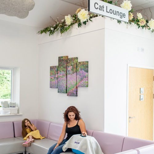 Cat Waiting Area | Mount Vets Pets Wellington Vet