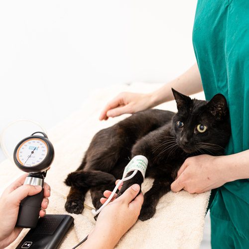 Cat Friendly Clinic at Mount Vets Pets | Black Cat