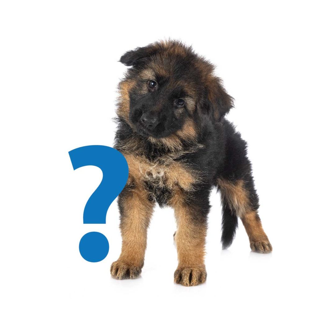 Mount Vets Pets | What to look out for when buying a puppy Tips 4