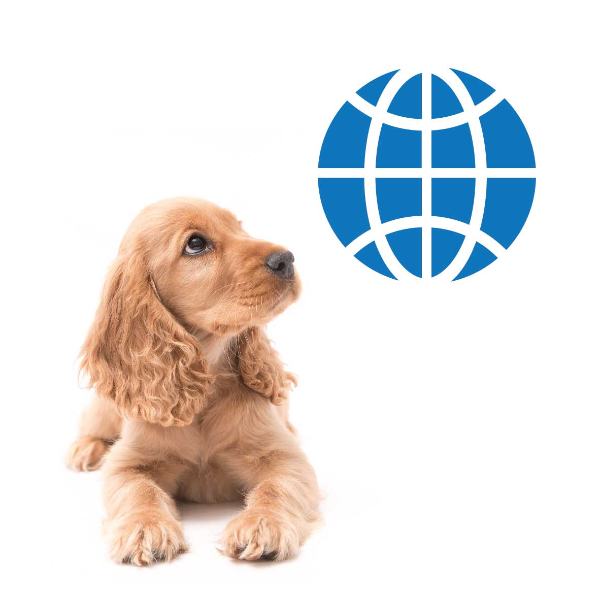 What To Look Out For When Buying A Puppy Our Top 5 Tips