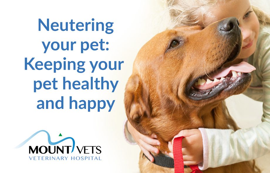 Guide to Neutering Your Pet | Mount Vets
