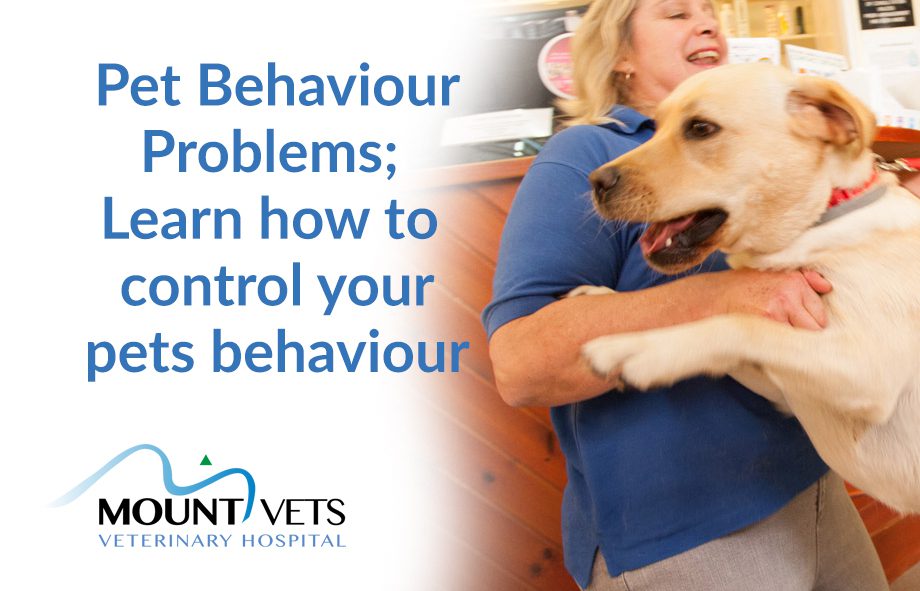 Pet Behaviour Problems | Mount Vets Wellington