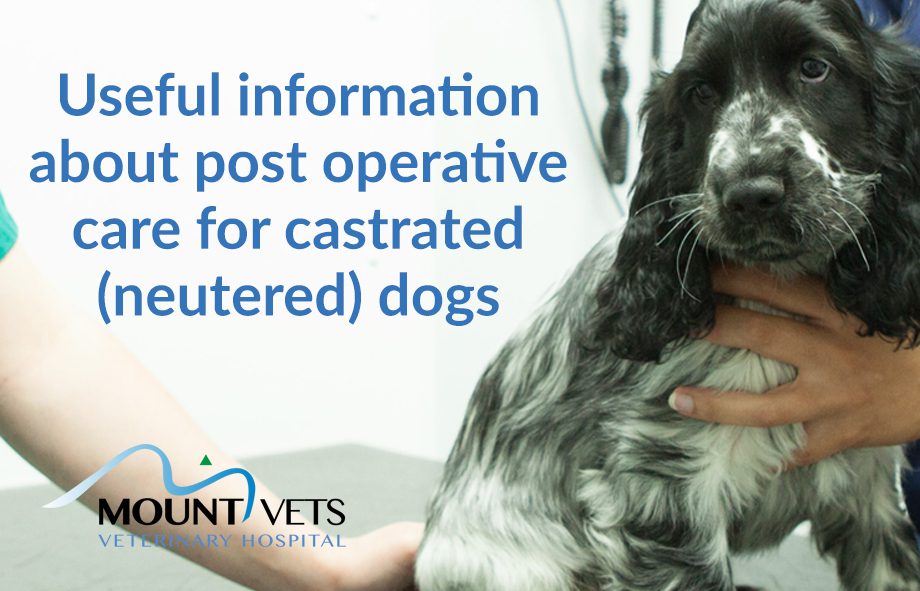 Post-Operative Care for a Castrated (Neutered) Dog | Mount Vets