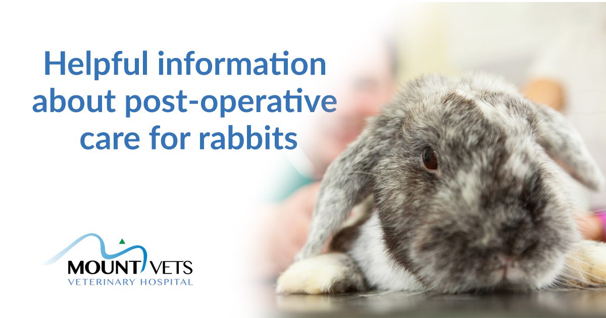 Helpful Information About Postoperative Care For Rabbits