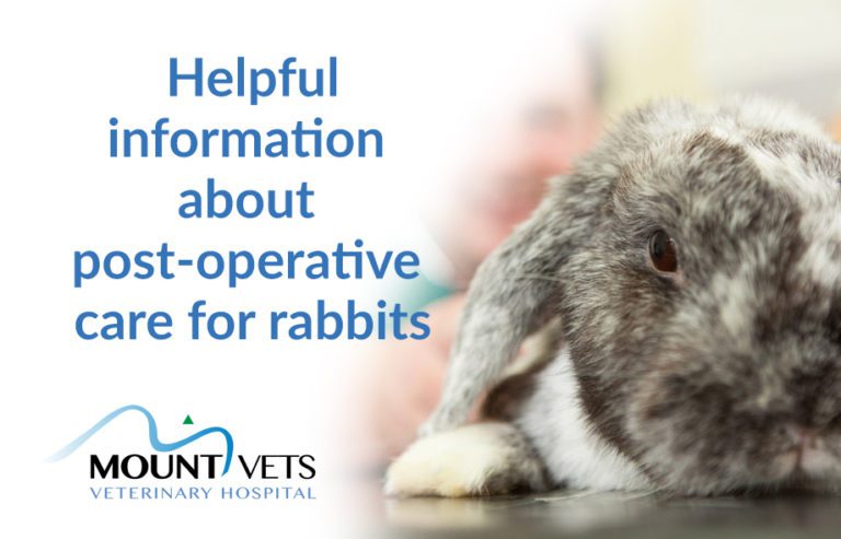 Helpful Information About Post-operative Care For Rabbits