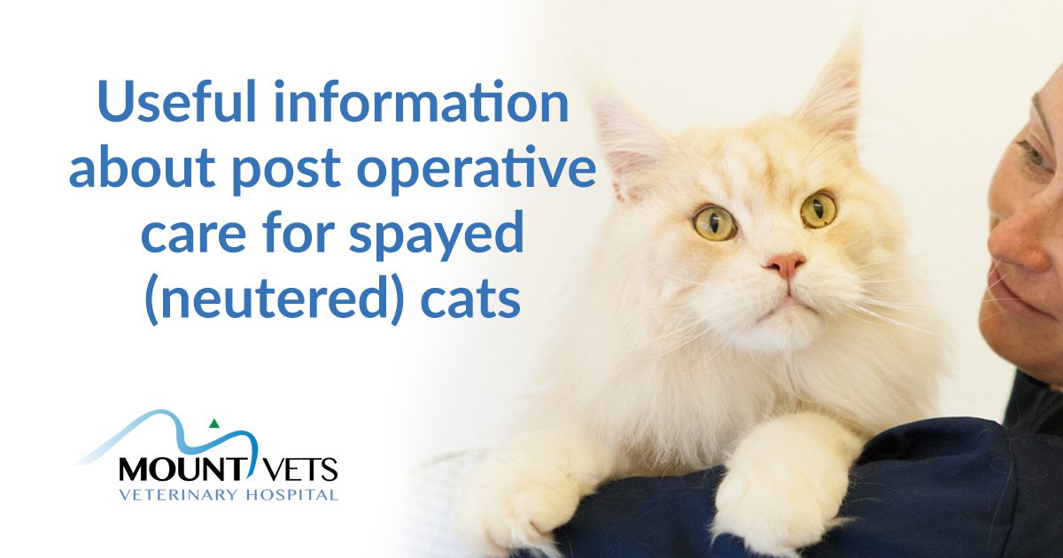 Useful Advice on Post-operative Care of a Spayed Cat | Mount Vets Pets