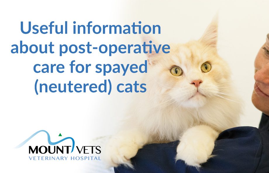 Post Operative Care for Spayed Cat | Mount Vets Pets