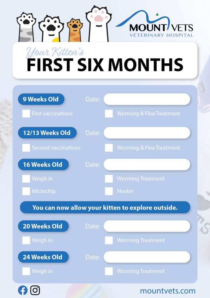 Mount Vets Pets | First 6 months Kitten Checklist 2