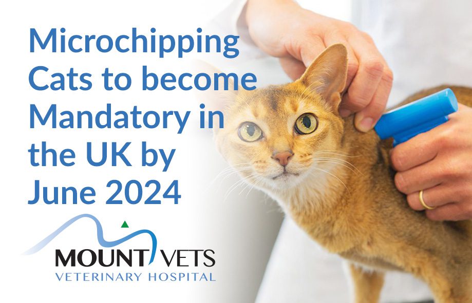 Cat Microchipping