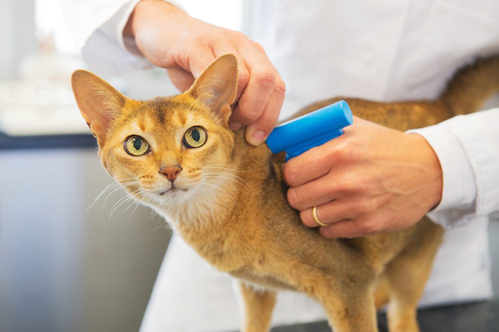 Cat Microchipping