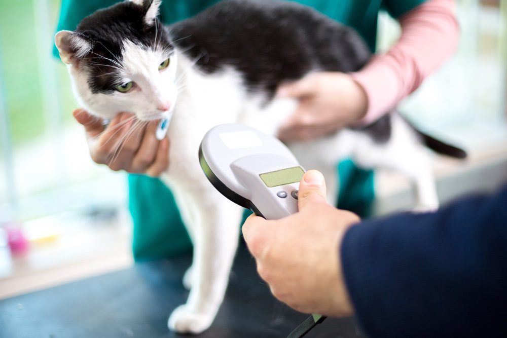 Cat Microchipping