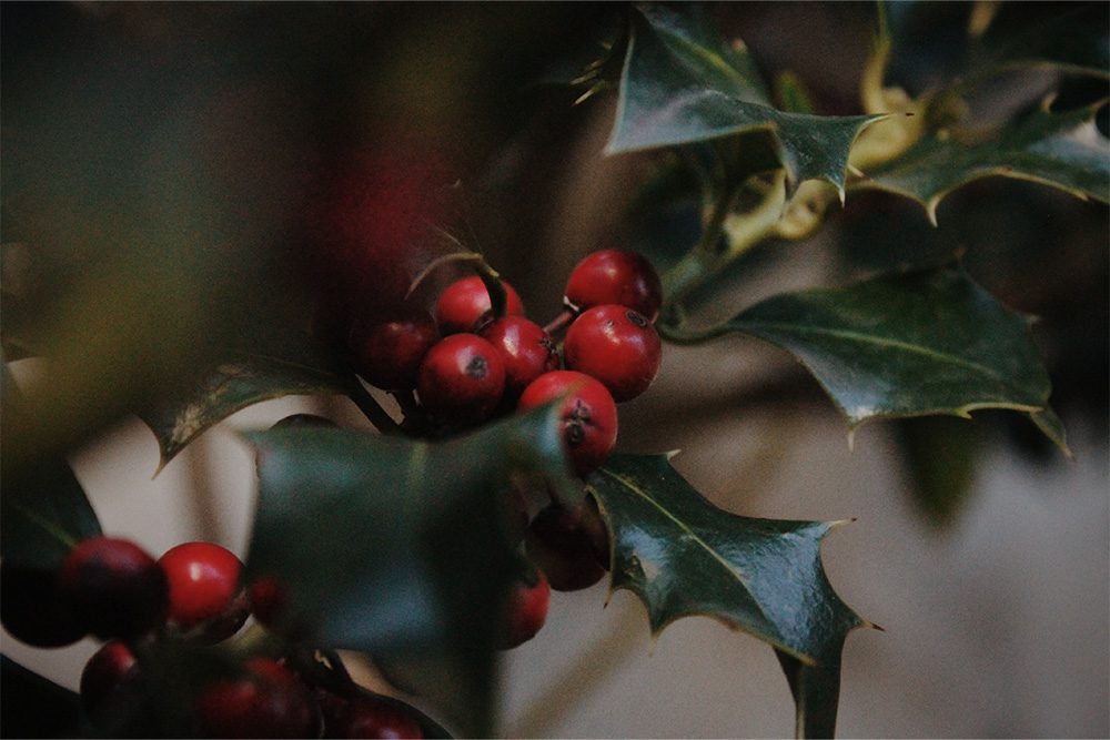 Keeping your pets safe at Christmas