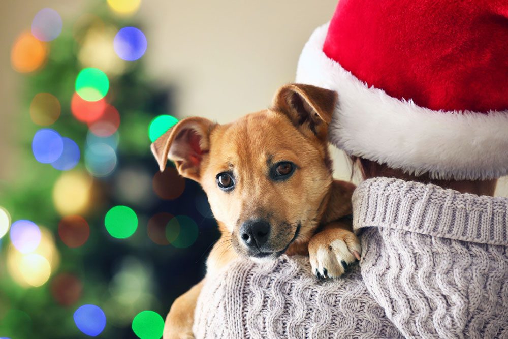 Keeping your pets safe at Christmas
