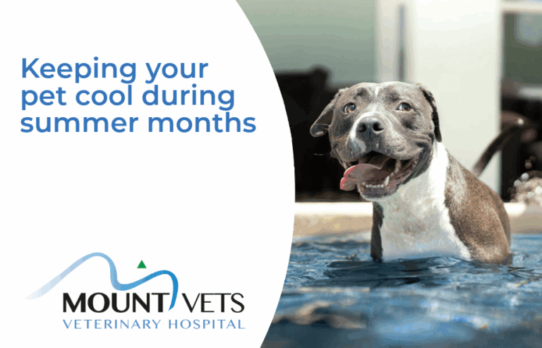Keeping your pet cool during summer months | Mount Vets Pets