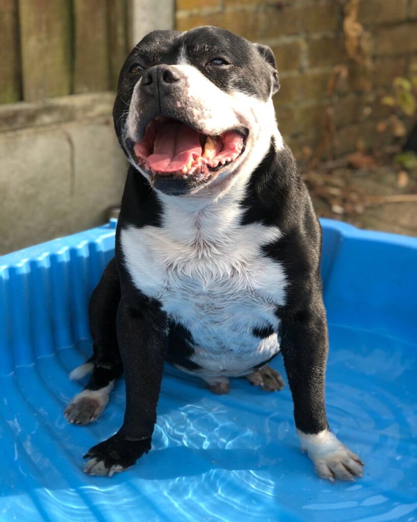 Keeping your pets cool in summer months | Mount Vets Pets