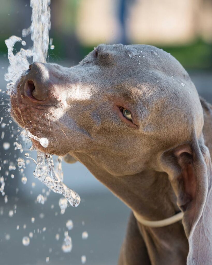 Keeping your pets cool in summer months | Mount Vets Pets