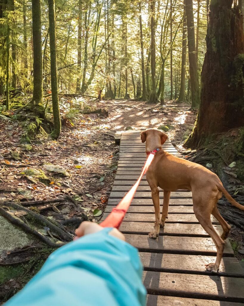 Keeping your pets cool in summer months | Mount Vets Pets