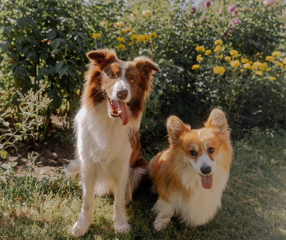 Hidden BBQ dangers every pet owner should know | Mount Vets Pets