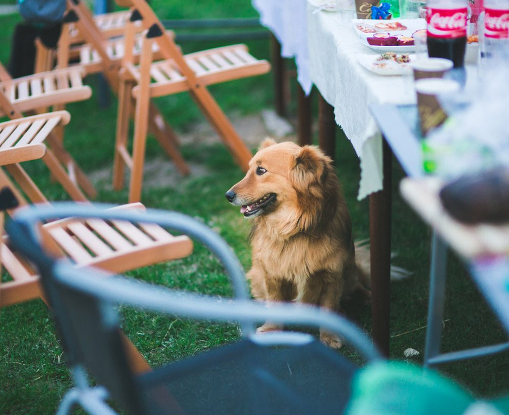 Hidden BBQ dangers every pet owner should know | Mount Vets Pets