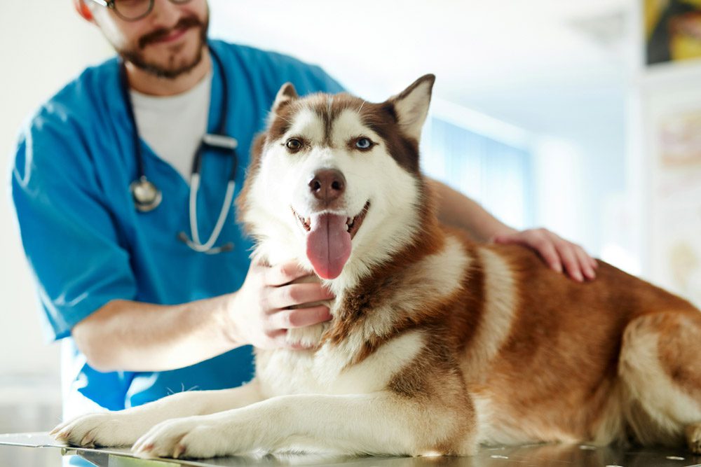 How does a pet health club work? | Mount Vets Pets