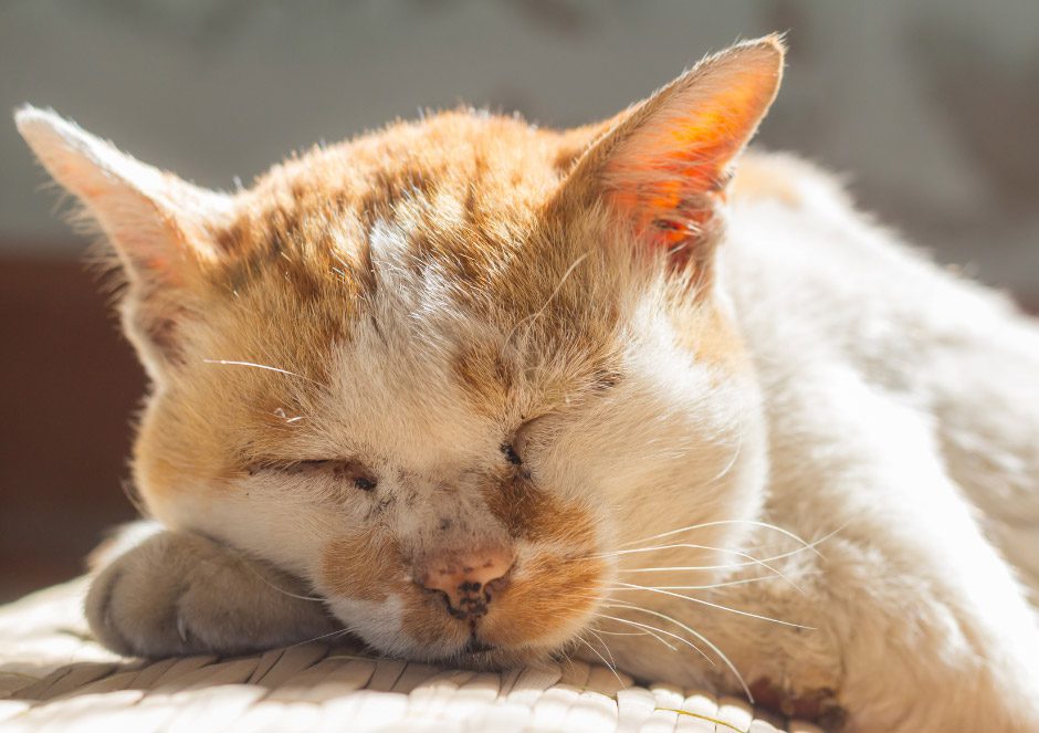 Caring for your senior pet | Mount Vets Pets