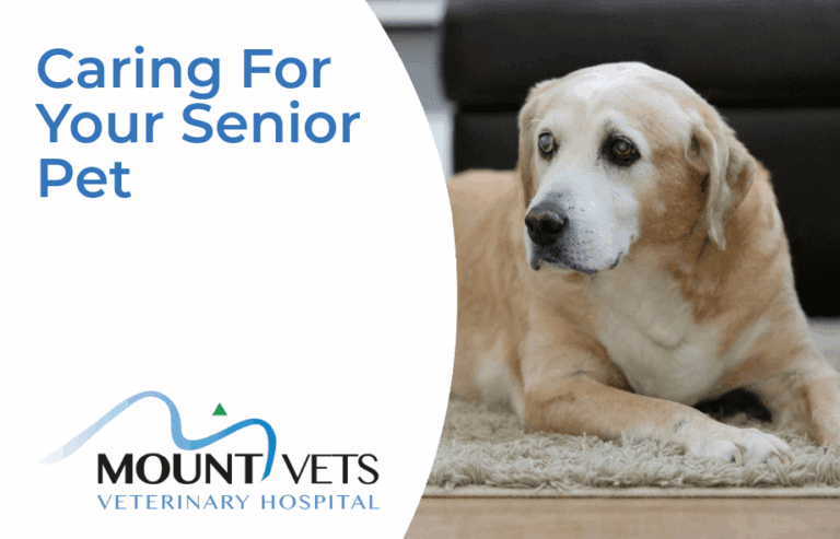 Caring for your senior pet | Mount Vets Pets