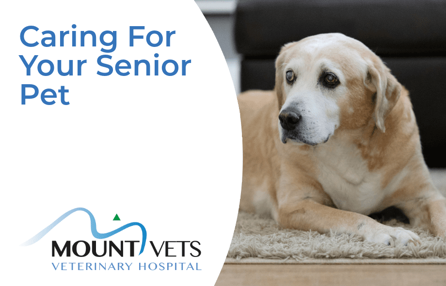 Caring for your senior pet | Mount Vets Pets