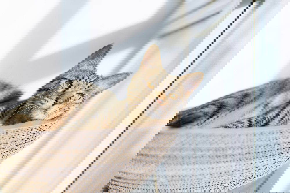 Top Christmas presents for your pets | Mount Vets