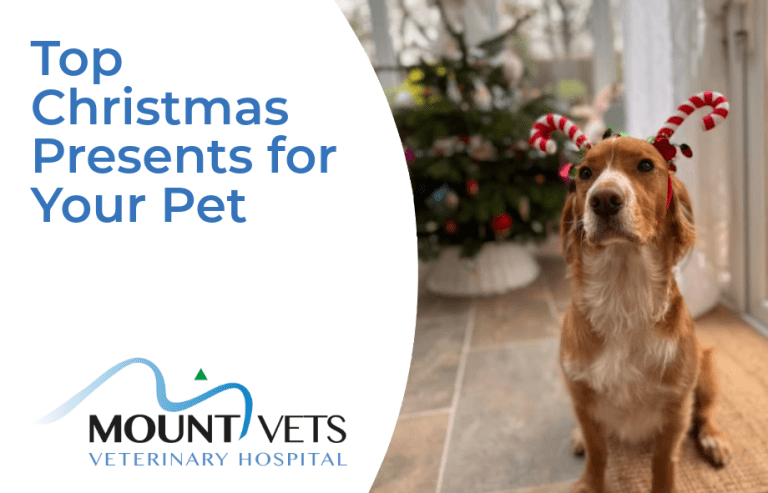 Top Christmas presents for your pets | Mount Vets